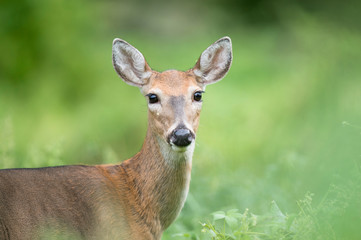 Whitetail Deer Portrait