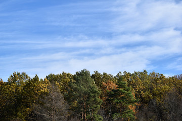 Fototapeta na wymiar Осенний лес, играющий разными красками и красивое голубое небо.