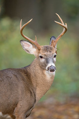Whitetail Buck Portrait