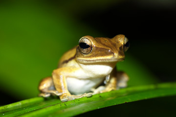 The frog from Borneo rainforest, Mulu, National Park