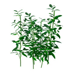 3D Rendering Patch of Grass on White