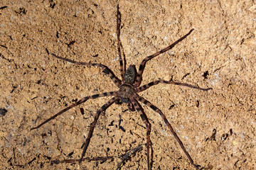 Underground spider form the caves of Mulu NP, Borneo
