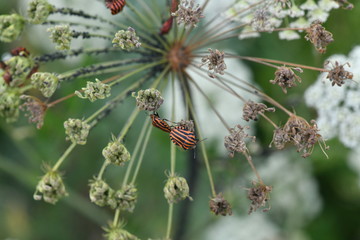 macrocosm of insects