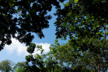 A view under the shade of green trees under the blue sky.