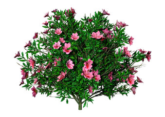 3D Rendering Azalea Rhododendron Flowers on White