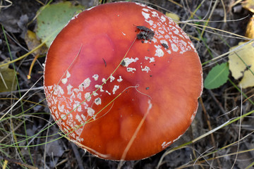 Red hat poisonous fly agaric in the autumn forest.