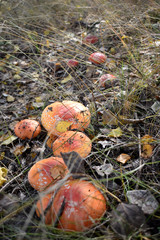 On the forest glade grow red toadstools