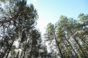Top of pine trees against blue sky. Active leisure
