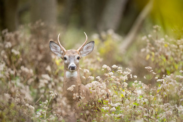 Whitetail Deer Buck