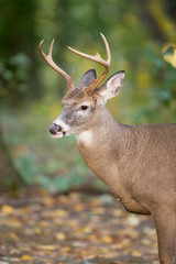 Whitetail Buck Portrait