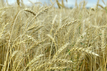 field with wheat