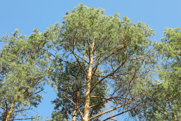 Top of pine trees against blue sky. Active leisure
