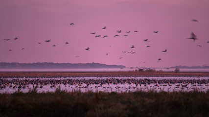Beautiful photography of a huge flock of birds. Common Cranes (rus grus).