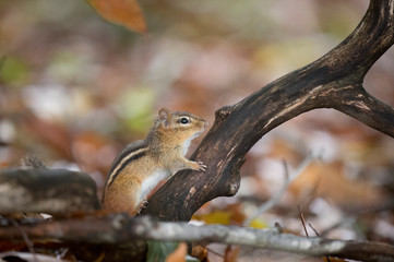 Obraz premium Cute Chipmunk