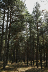 Pine trees in forest against sky. Beautiful sunny day