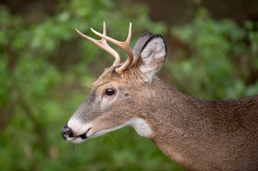 Naklejka na ściany i meble Whitetail Deer Buck