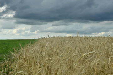 Fototapeta na wymiar field with wheat
