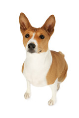 Portrait of cute Basenji dog looking into camera