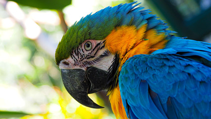 Macaw- South American Parrot