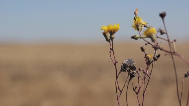 Close up of rosinweed blowing in the wind.