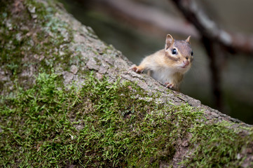 Cute Chipmunk