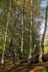 Obraz premium Autumn in Swinton Woods