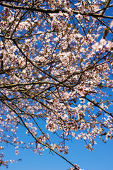 smell of spring