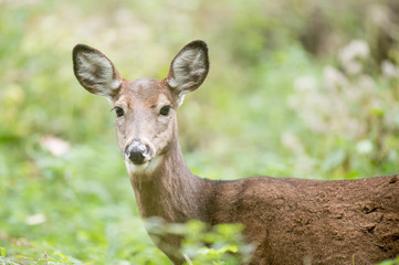 Whitetail Deer Doe