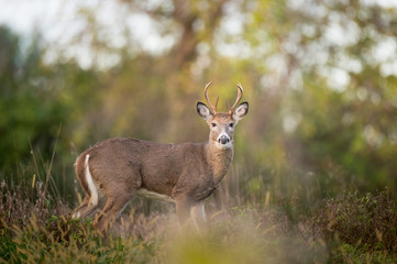 Whitetail Deer Buck