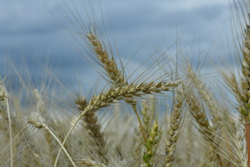 field with wheat
