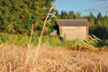 Finnish old wooden farm barn at blurred background warm summer evening at field with dry grass