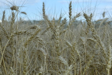 field with wheat