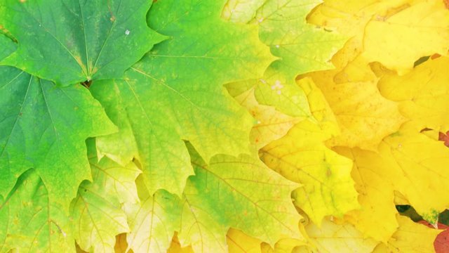 Nice color autumn leaves pattern on garden ground. Different colored leaves from trees. Seasonal background. Top view. Close up.