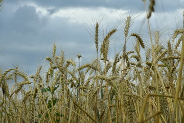 field with wheat