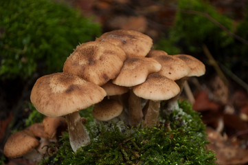 Group of brown mushrooms on tree trunk in the forest