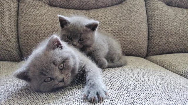 Two kittens sitting on sofa. Funny tabby kittens