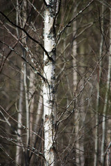trees in winter