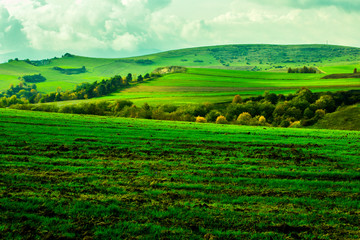 rapeseed field landscape a field