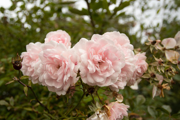 pink flowers in the garden