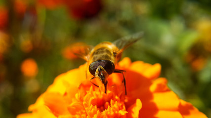 The bee stands on an orange flower and collects pollen using the proboscis, front and close-up view, selective focus on large eyes and antennae.