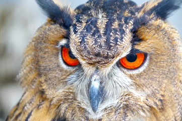Vintage photo of owl