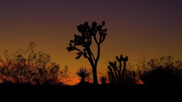 SILHOUETTE: Scenic view of the Joshua tree national park on a sunny evening. Orange morning sky spans above the rugged desert. Sunrise illuminates yucca palm trees scattered around the wilderness.