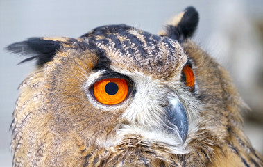 Vintage photo of owl