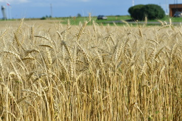 field with wheat