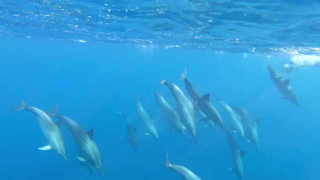 Side view of a large pod of spinner dolphins before diving.