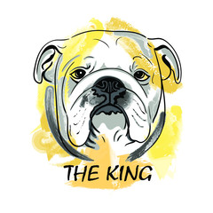 Muzzle English Bulldog Dog with lettering skull and inscriptionThe King  isolated on white background. Template. Close-up. Clip art. Hand Painting. Ink. Line art