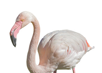 Fototapeta premium African Greater Flamingos