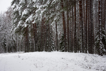 Fototapeta premium forest in winter