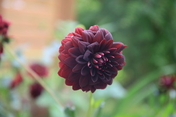 Fototapeta premium growing dahlia flower 