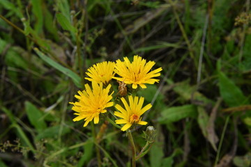 wildflower macro shot